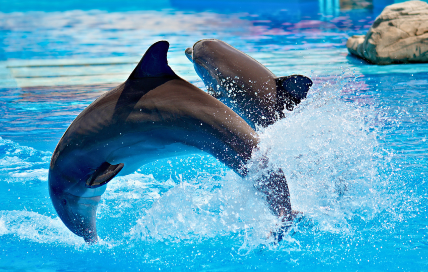 Dubai Dolphinarium - Top Vision Tourism