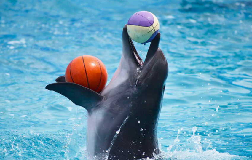 Dubai Dolphinarium show - Top Vision Tourism