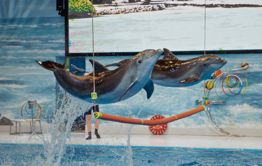 DUbai Dolphinarium Show - Top Vision Tourism