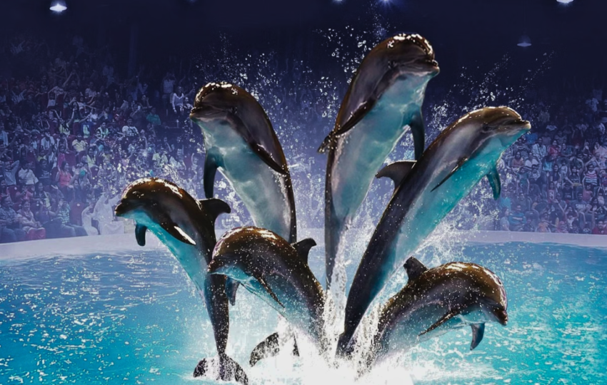 Dubai Dolphinarium Show - Top Vision Tourism