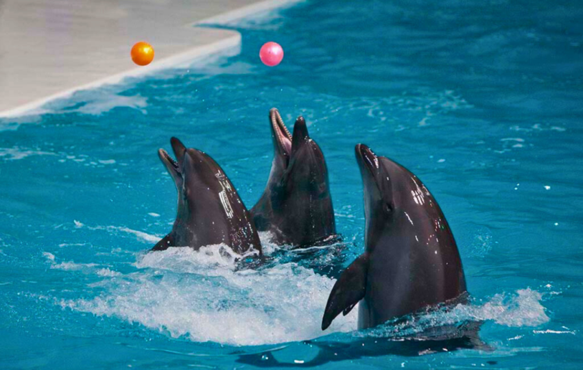 Dubai Dolphinarium show ticket price - Top Vision Tourism