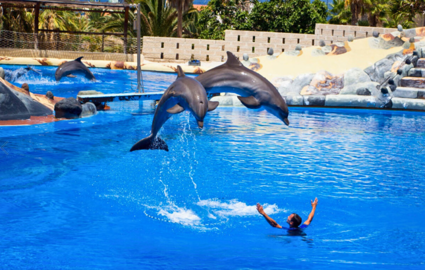 Dubai Dolphinarium Ticket - Top Vision Tourism
