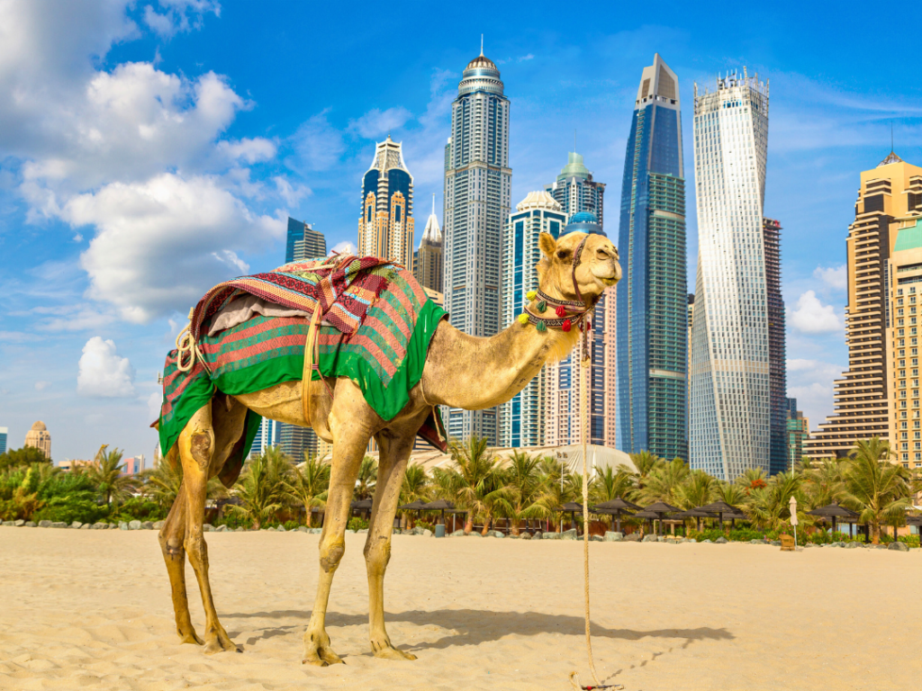 Top Vision Tourism provide City Tour Package.